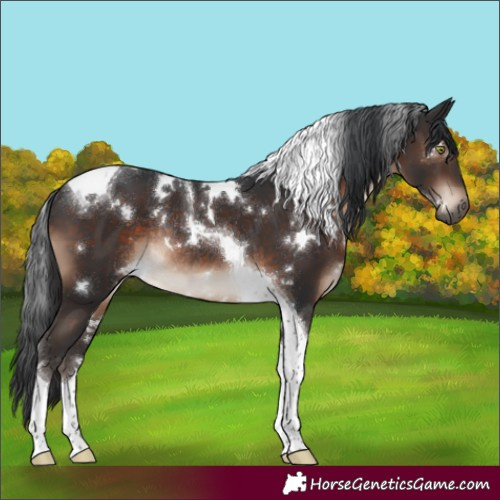 Horse Color:White Spotted Brown Tobiano Rabicano 