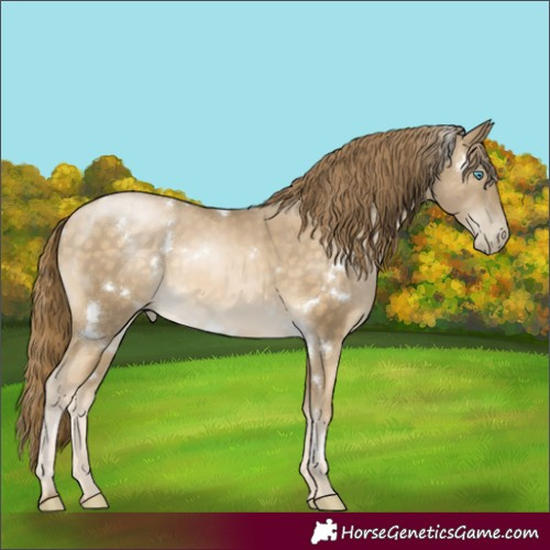 Horse Color:White Spotted Buckskin Pearl 