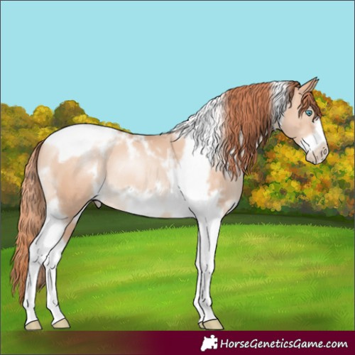 Horse Color:White Spotted Sable Champagne Pearl Tobiano Frame 