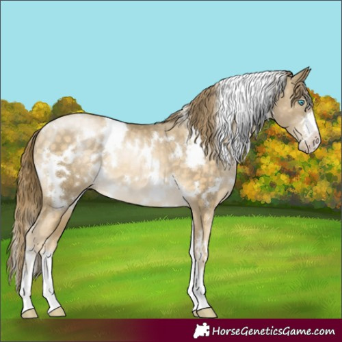 Horse Color:White Spotted Buckskin Pearl 