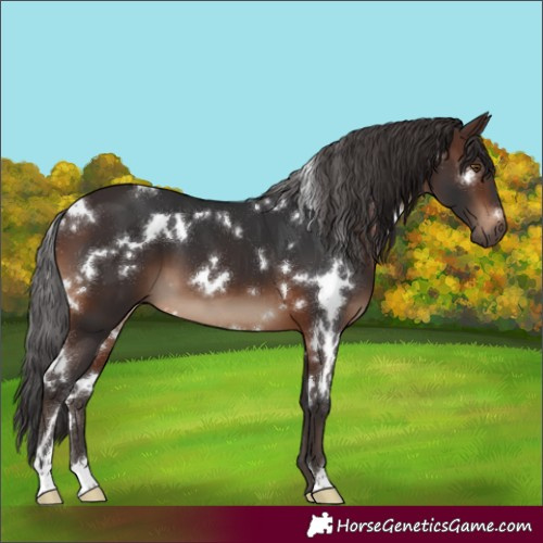 Horse Color:White Spotted Brown 