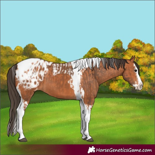 Horse Color:Bay Splash Tobiano Appaloosa  and Bay Splash Tobiano Appaloosa 