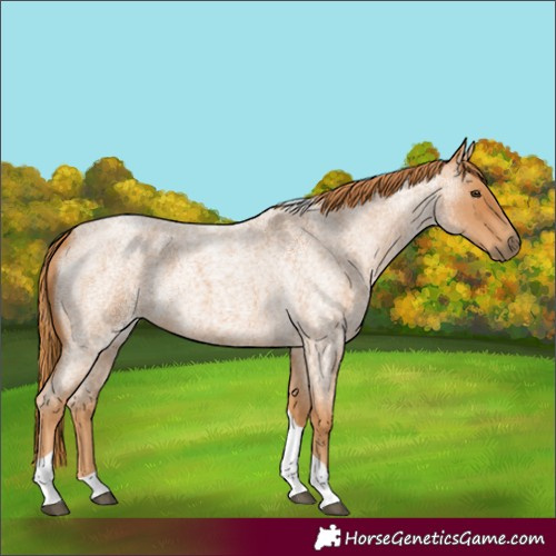 Horse Color:Red Roan Tobiano