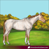 Horse Color:Red Roan Tobiano 