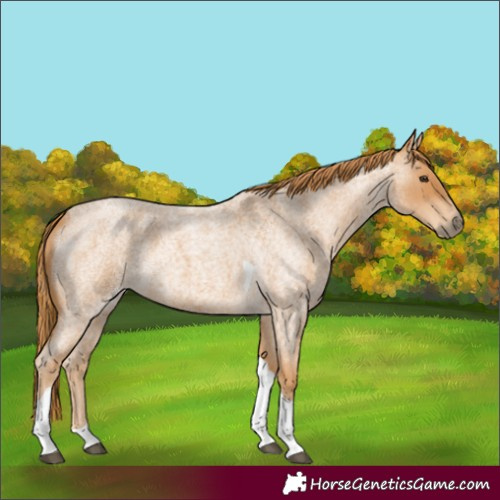 Horse Color:Unknown 