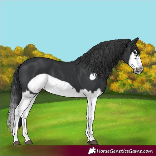 Horse Color:Black Splash Frame 