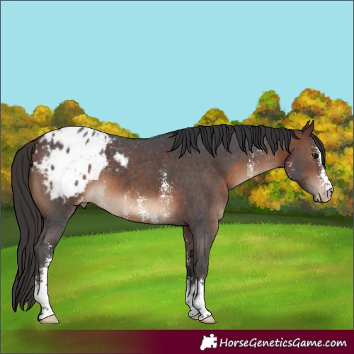 Horse Color:Brown Sabino Appaloosa