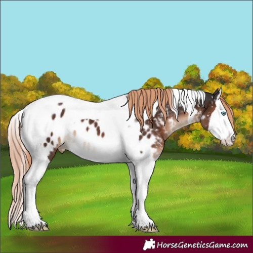 Horse Color:Liver Chestnut Splash Tobiano Appaloosa