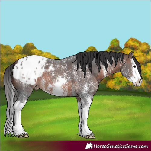 Horse Color:Brown Sabino Splash Appaloosa