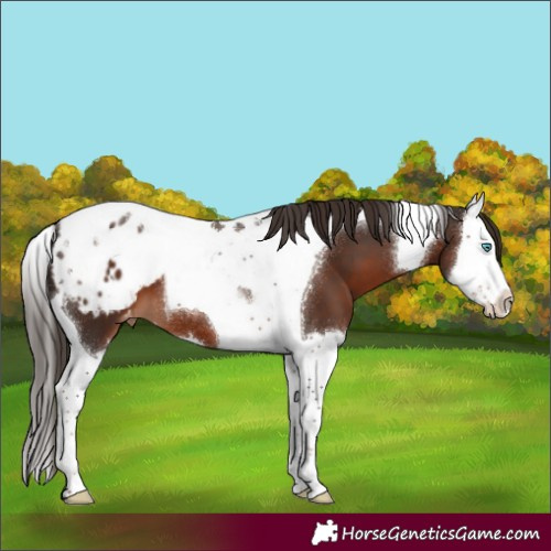 Horse Color:Liver Chestnut Splash Tobiano Appaloosa 