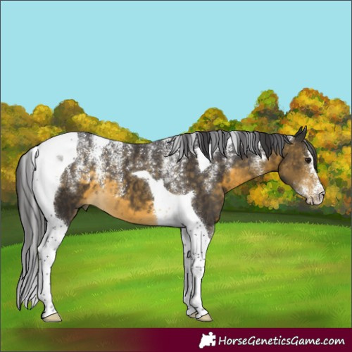 Horse Color:Powder White Buckskin Tobiano 