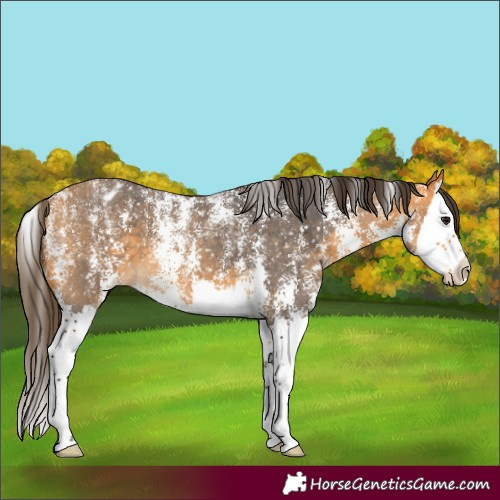 Horse Color:Powder White Buckskin Sabino Splash Appaloosa 