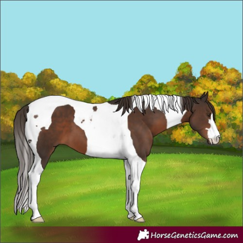 Horse Color:Liver Chestnut Tobiano 