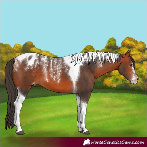Horse Color:Powder White Bay Tobiano Appaloosa