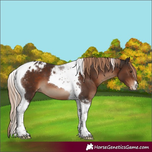 Horse Color:Liver Chestnut Tobiano Appaloosa