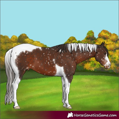 Horse Color:Liver Chestnut Tobiano Appaloosa 
