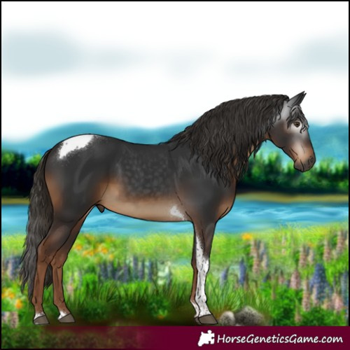 Horse Color:Gray Liver Chestnut Tobiano