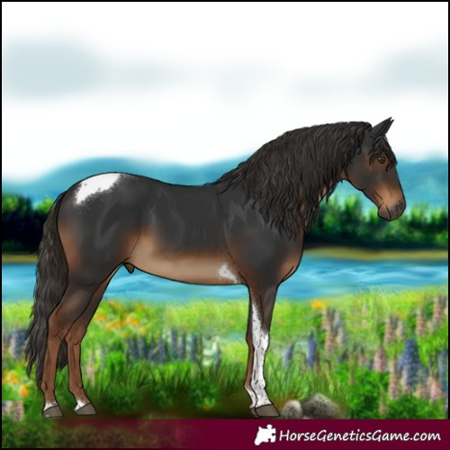 Horse Color:Gray Liver Chestnut Tobiano 