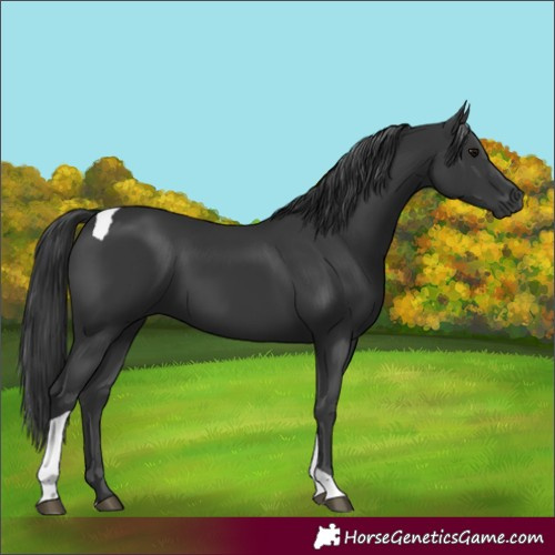 Horse Color:Black Tobiano 