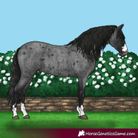 Horse Color:Gray Blue Roan