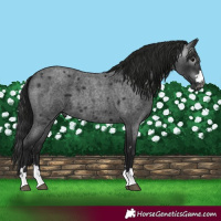 Horse Color:Gray Blue Roan