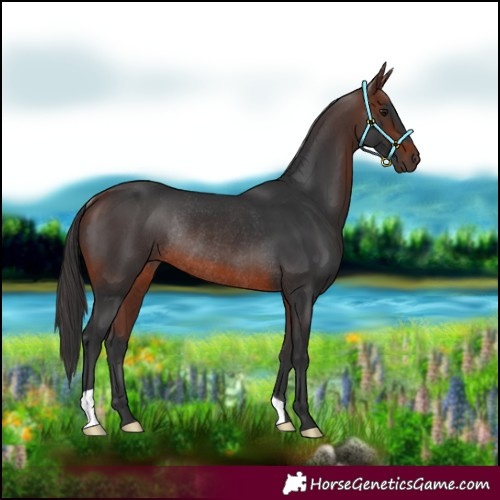 Horse Color:Brown Rabicano
