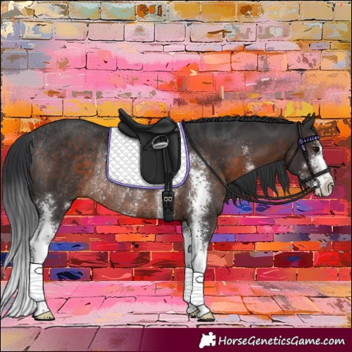 Horse Color:Brown Sabino Rabicano 