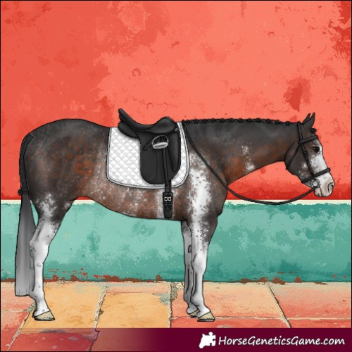 Horse Color:Brown Sabino Rabicano 