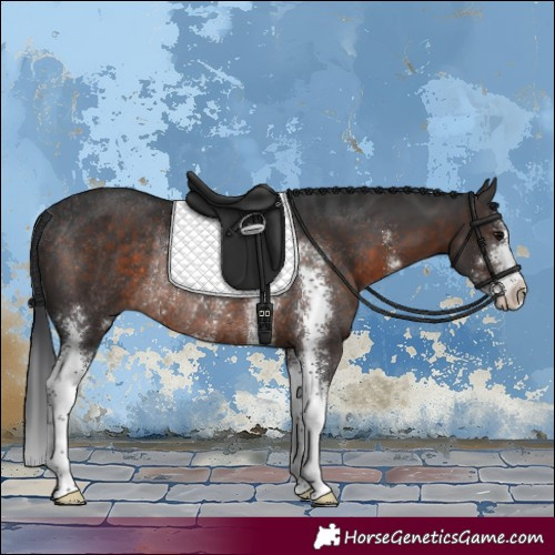 Horse Color:Brown Sabino Rabicano 