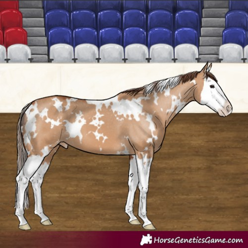 Horse Color:White Spotted Bay Dun Splash Appaloosa 