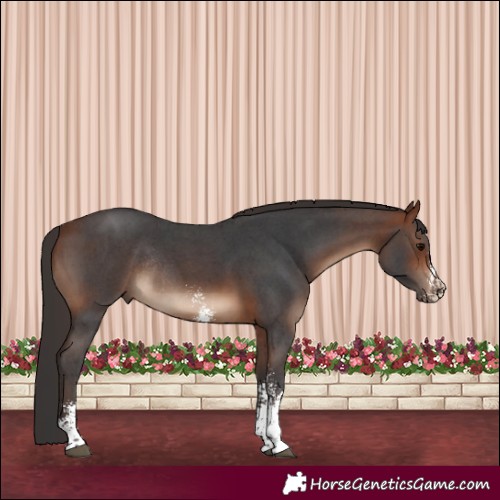 Horse Color:Bay Sabino Rabicano