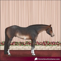 Horse Color:Bay Sabino Rabicano