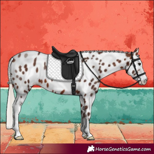 Horse Color:Silver Brown Sabino Leopard 