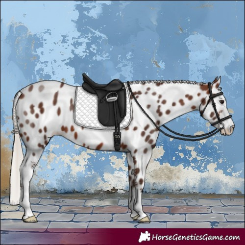 Horse Color:Silver Brown Sabino Appaloosa 