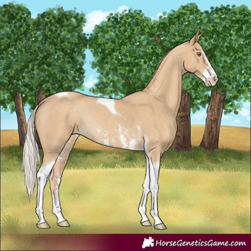 Horse Color:Silver Classic Cream Champagne Sabino Tobiano Rabicano