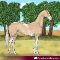 Horse Color:Silver Classic Cream Champagne Sabino Tobiano Rabicano 