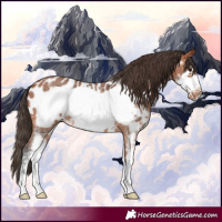 Horse Color:Bay Sabino Frame Near Leopard