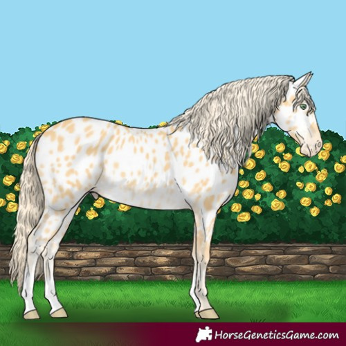Horse Color:Gold Cream Champagne Near Leopard