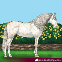 Horse Color:Gold Cream Champagne Near Leopard
