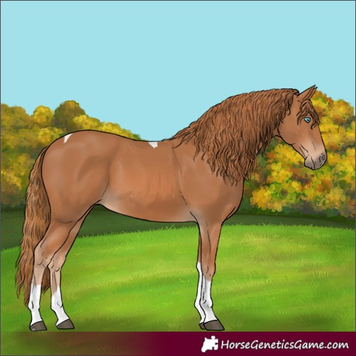 Horse Color:Chestnut Tobiano 