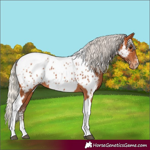 Horse Color:Powder White Silver Bay Tobiano Appaloosa 
