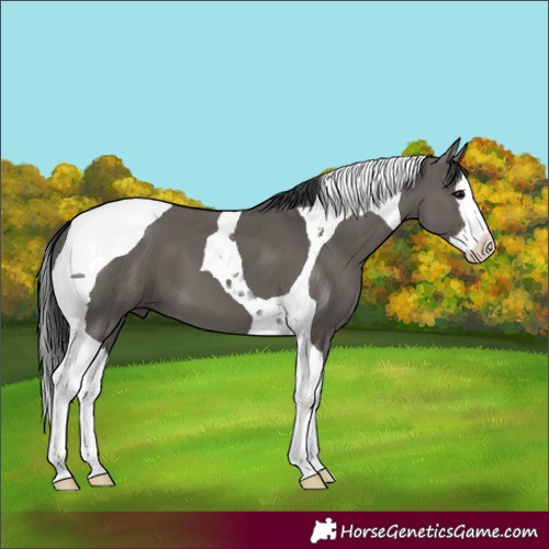 Horse Color:Grullo Splash Tobiano 
