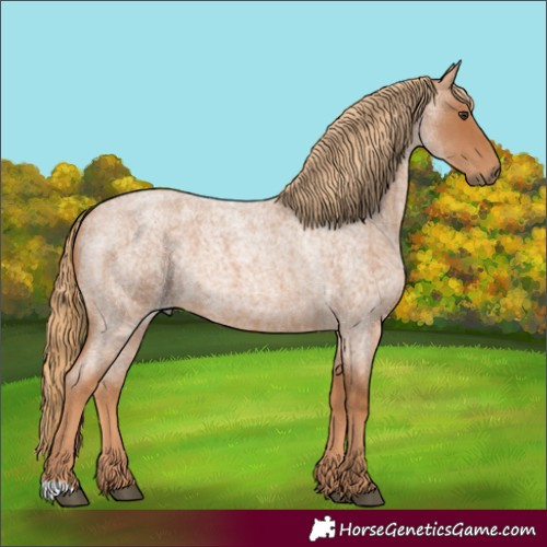 Horse Color:Unknown 