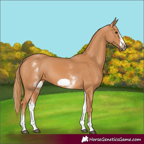 Horse Color:White Spotted Chestnut Frame 