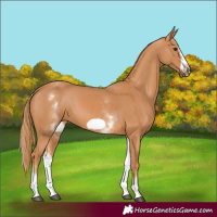 Horse Color:White Spotted Chestnut Frame 