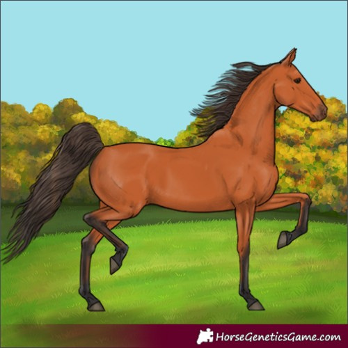Horse Color:Bay 