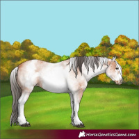 Horse Color:White Spotted Bay Sabino Frame 