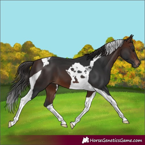 Horse Color:Brown Tobiano
