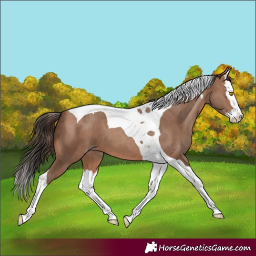 Horse Color:Sable Champagne Splash Tobiano 