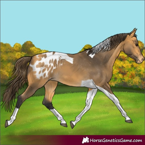 Horse Color:Buckskin Tobiano Appaloosa 